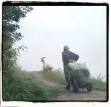 Долгая дорога домой.. / Бабуся с тележкой травы, ищет дорогу в тумане с помощью козы..