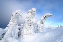 Ледниковый период. / Ёлки, упакованные снегом, на горе Кивакка в Карелии.