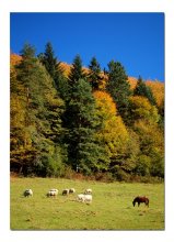 Осенний пейзаж / Горный пейзах. Овцы и кони на фоне золотой листвы буков и синего осеннего неба.