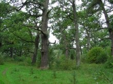 Дубы-колдуны / Это чудо