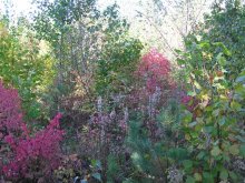 Краски осени / Как такое не снять?