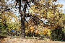 Городские грибы / Городские грибы