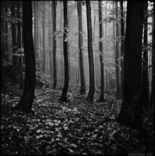 woodmood / Rolleiflex 2.8F
и только в лесу или наедине с книгой я обретаю спокойствие и становится так тихо-тихо....