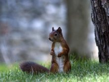 Squirrel / Фото белки, сделаное в Хорватии
