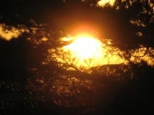 всевидящее око / заходящее солнце проглядывает сквозь ветви сосны
