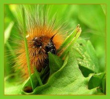 Caterpillar / Прикольная мохнатая гусеница.