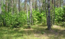 Березки / ------ -