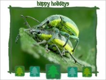 Chlorophanus viridis / 123456789 ...тираж