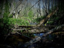 Лесной ручеёк. / Воспоминания о лете.