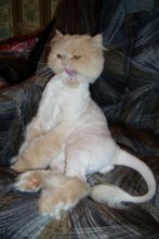 Кот Иннокентий / Фото 2007