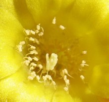 Желтый цветок / Так цветет кактус