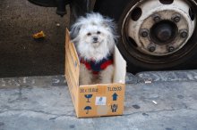 без названия... / очень печальная собака в чайнатауне Сан-Франциско...