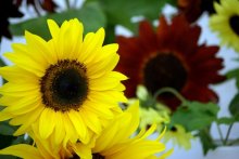 Sunflowers / Taken at the exhibition