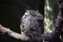 Не знаю как называется / London Zoo