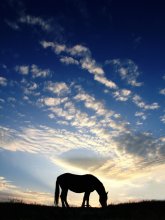 про маленькую лошадку со связанными ногами  на фоне вечернего неба / см. название. ;)