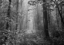 Широколиственный лес. / Снято Зенитом-122 10 октября 1998 года. В тот день прокатилось три грозы, что очень необычно для для такой поздней поры. 
 Только кончился дождь, в лесу стелится туман...