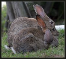 Это любовь... / Кролики и в Беларуси кролики...