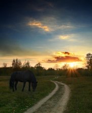 про маленькую лошадку на фоне закатного солнца / приключения продолжаются :)