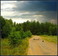 спор за воду / Прошел  летний кратковременный, долгожданный дождь. Птицы слетаются на водопой.