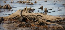 Коряги бывают разные... / Для любителей фактурных вещей.
Одну такую приволок домой для аквариума:-)))