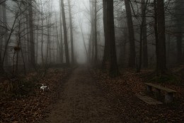 Собачкин день / Осенняя прогулка по лесу
