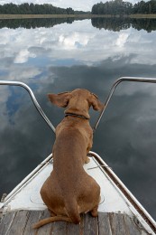 Собачкин день / Браславы