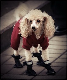 Собачкин день / ***