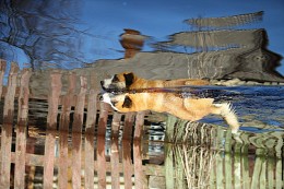 Собачкин день / Собака, плывущая по деревенской улице во время весеннего разлива реки