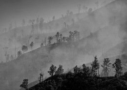 В облаках / Сероводородное облако укрывает обгоревшие в пирокластическом потоке деревья на склоне вулкана
