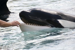 Друзья / Showing blue whales in the Oceanarium in Canada