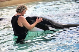 Рука друга / Blue Whale in the Marine Land in Canada,
tamer preparing the whale to the showing