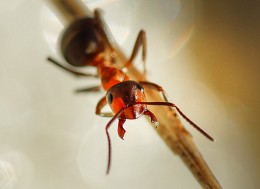 Рыжий лесной муравей... / макросъемка без вспышки...