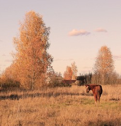 солнце садится / околицы деревни, вечереет