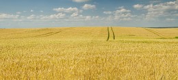 пшеничное поле / Литовские сельские поля перед уборкой урожая пшеницы