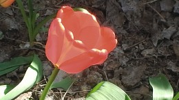 Цветы, природа / Цветение тюльпана