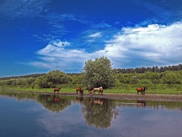 Лошадки у реки / Украина, река Западный Буг