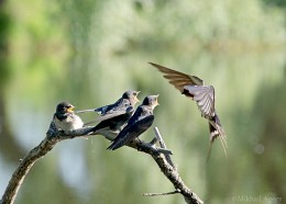 Генеральная репетиция / Россия. Тульская область. Ясногорский район. Большие Байдики.
Деревенская ласточка на подлёте к птенцам - слёткам.