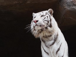 тигр / снимок сделан в Минском зоопарке