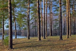 Весеннее желание расти вверх / У берегов оз. Саврасово