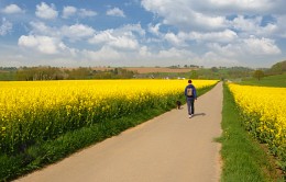 Запах весны / Нидерланды, провинция Лимбург, рапсовое поле