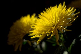 Из тьмы. / Астры.