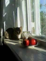 Случайная композиция / Котонатюрморт :)