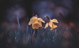 Floral miniature / Narcissus