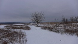 Зимний пейзаж с деревом / поле,снег,дерево,дали