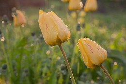 Тюльпаны на закате / Целый день лил дождь и солнце появилось только на 5 минут