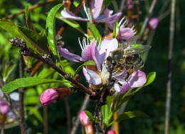 Трудяга / Молодая пчела на цветке.