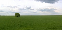 Одиночество / Дерево посреди поля пшеницы