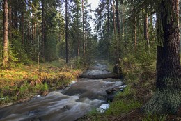 Весенний лес / После дождя в мае