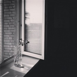 Тюльпаны / ***