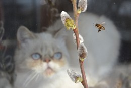 Недоступная пчела / Кот за окном наблюдает за полетом пчелы на вербе